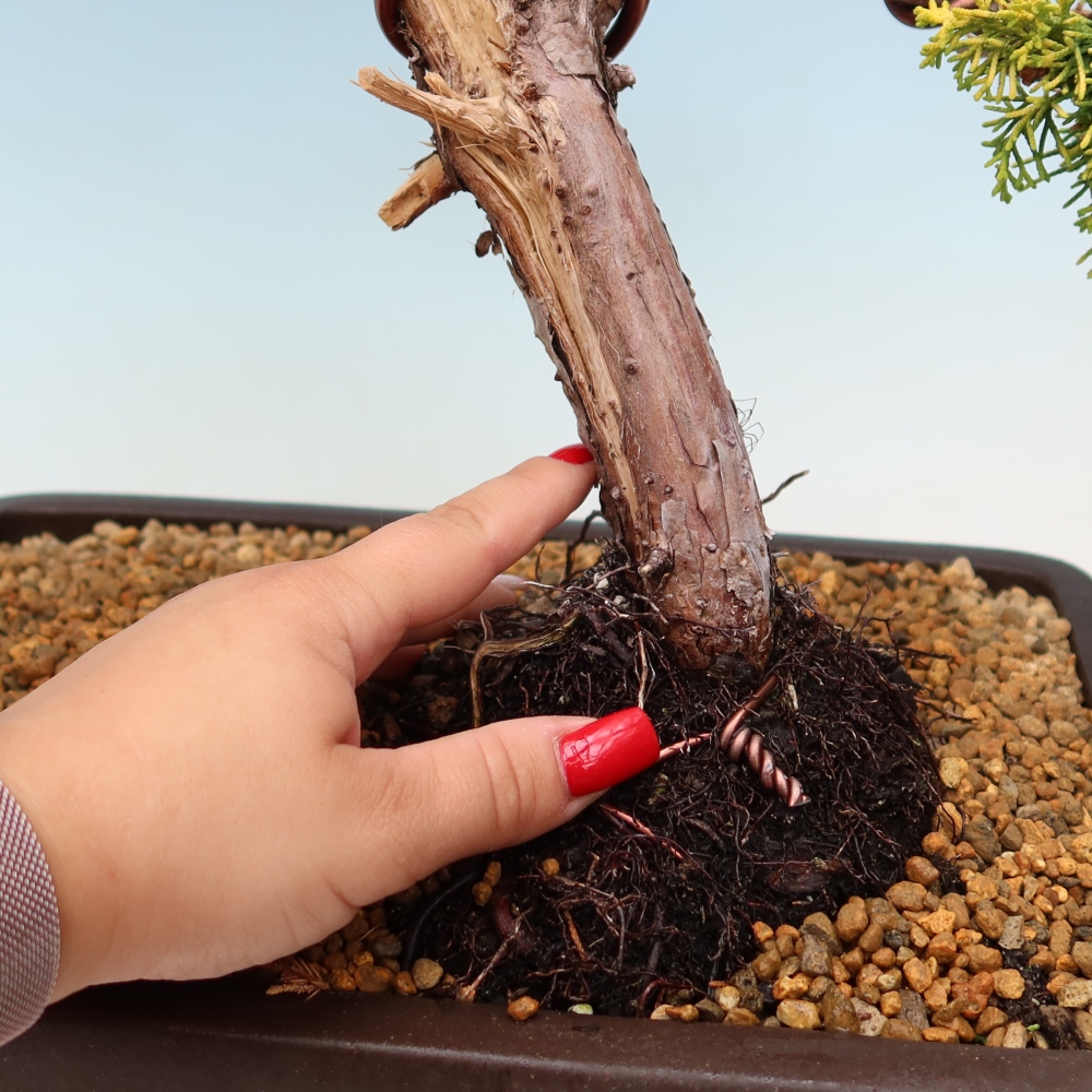 Bonsaï d'extérieur - Juniperus chinensis  aurea - Genévrier chinois doré