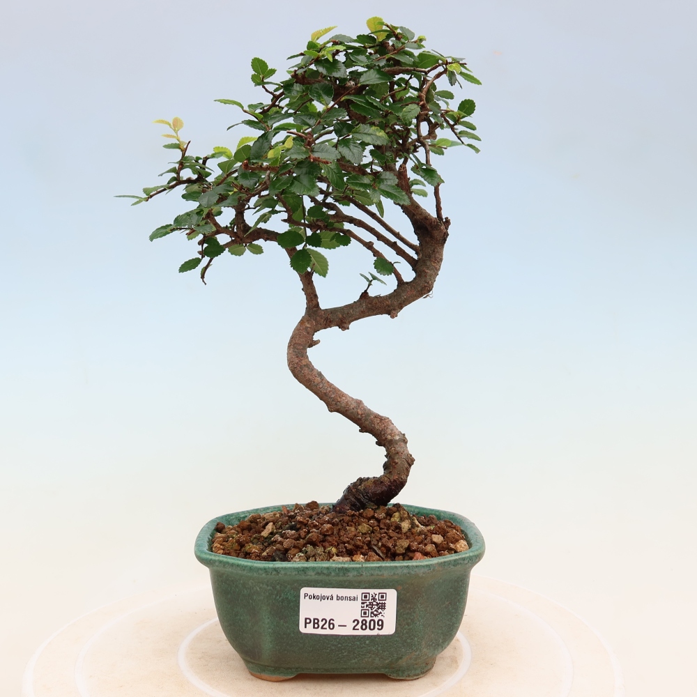 Bonsaï de chambre - Ulmus parvifolia - Orme à petites feuilles