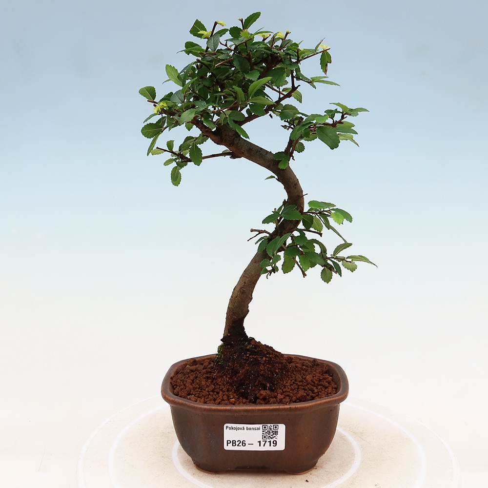 Bonsaï de chambre - Ulmus parvifolia - Orme à petites feuilles