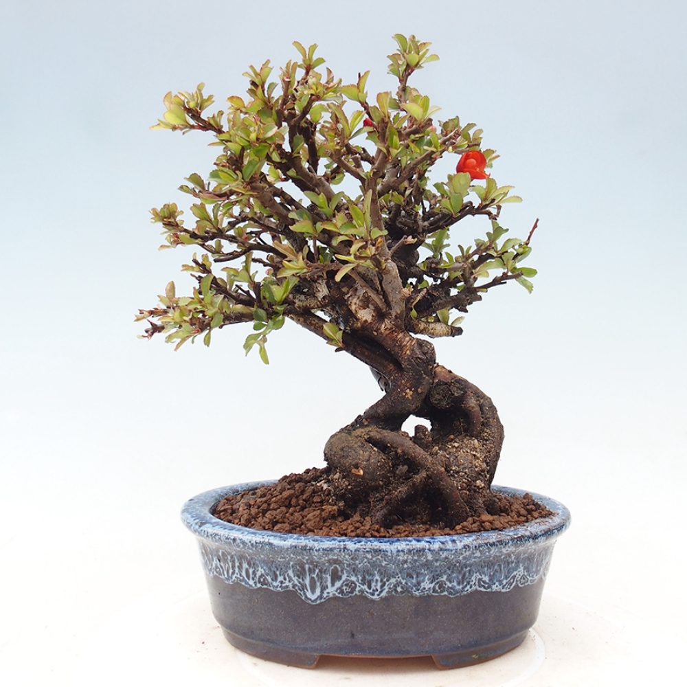 Bonsaï d'extérieur - Chaneomeles speciosa - Coing