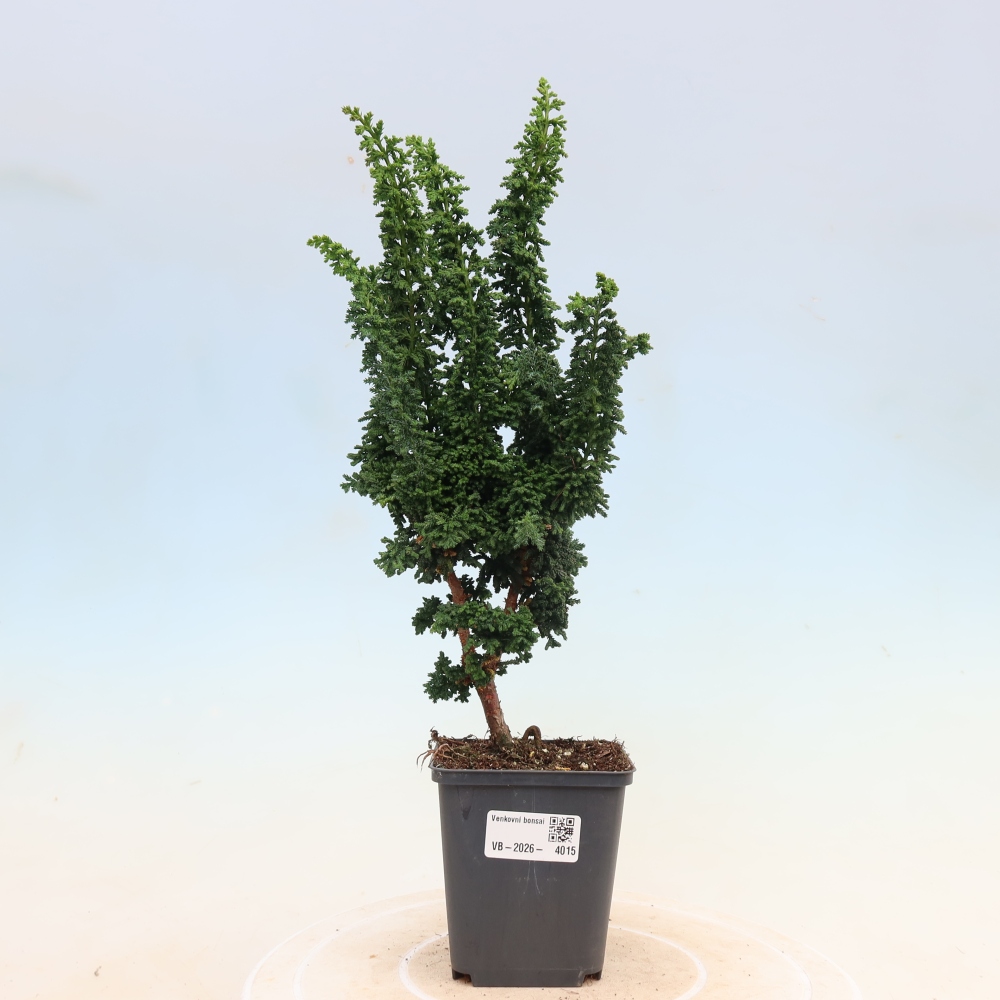 Bonsaï d'extérieur - Cham. obtusa SEKKA HINOKI - Cyprès