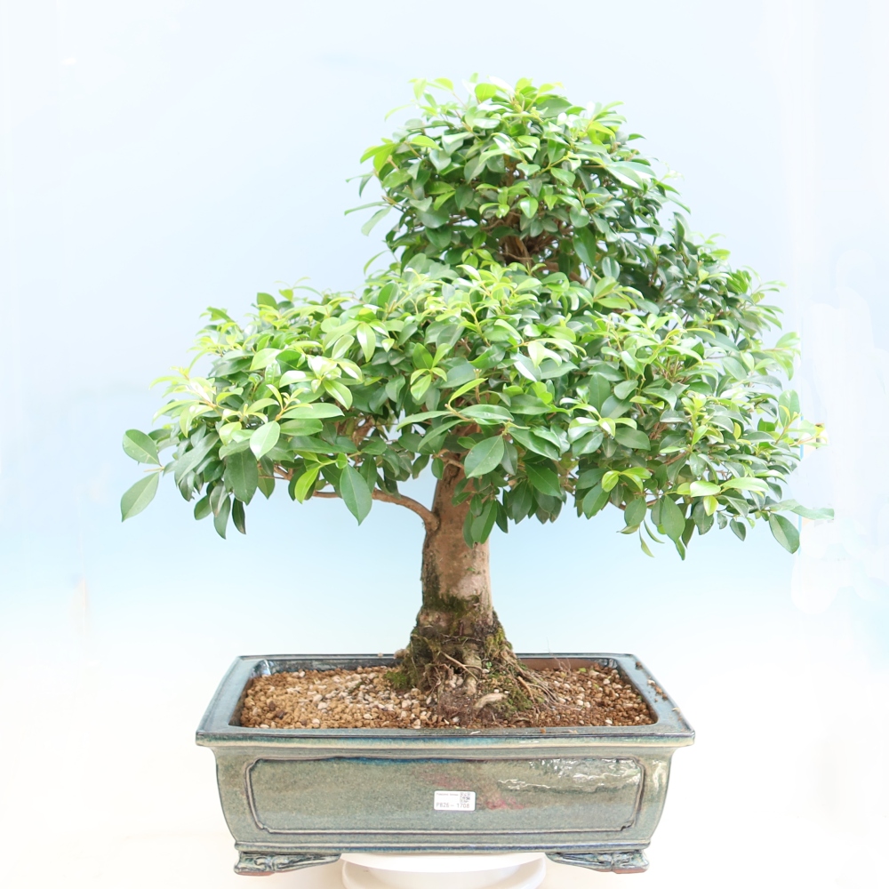Salle bonsaï - Cerisier australien - Eugenia uniflora