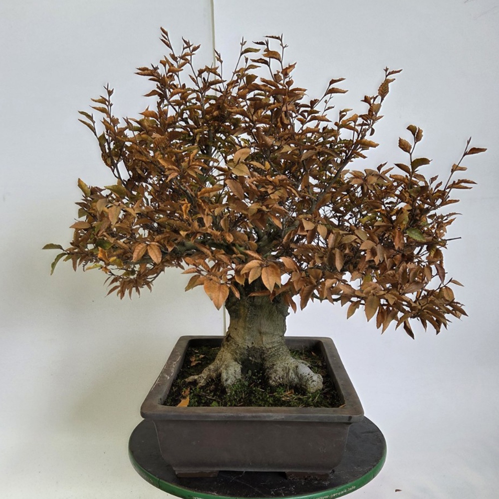 Bonsaï d'extérieur - Fagus crenata