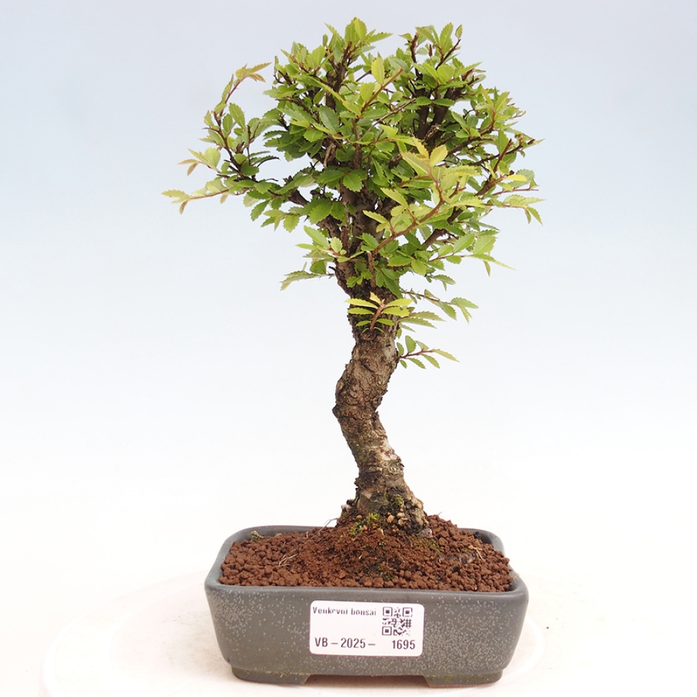 Bonsaï d'extérieur - Zelkova - Zelkova NIRE