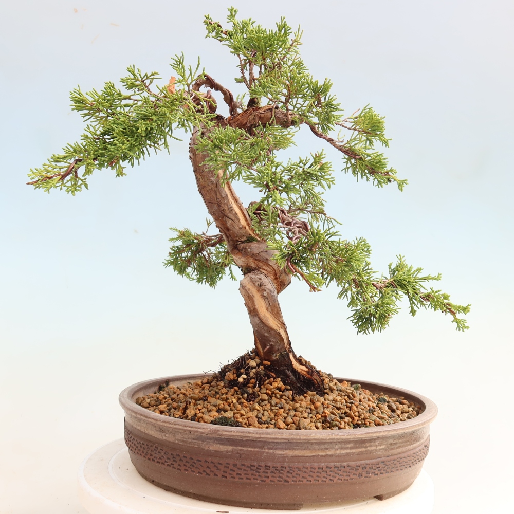 Bonsaï d'extérieur - Juniperus chinensis Itoigawa-Juniperus chinensis
