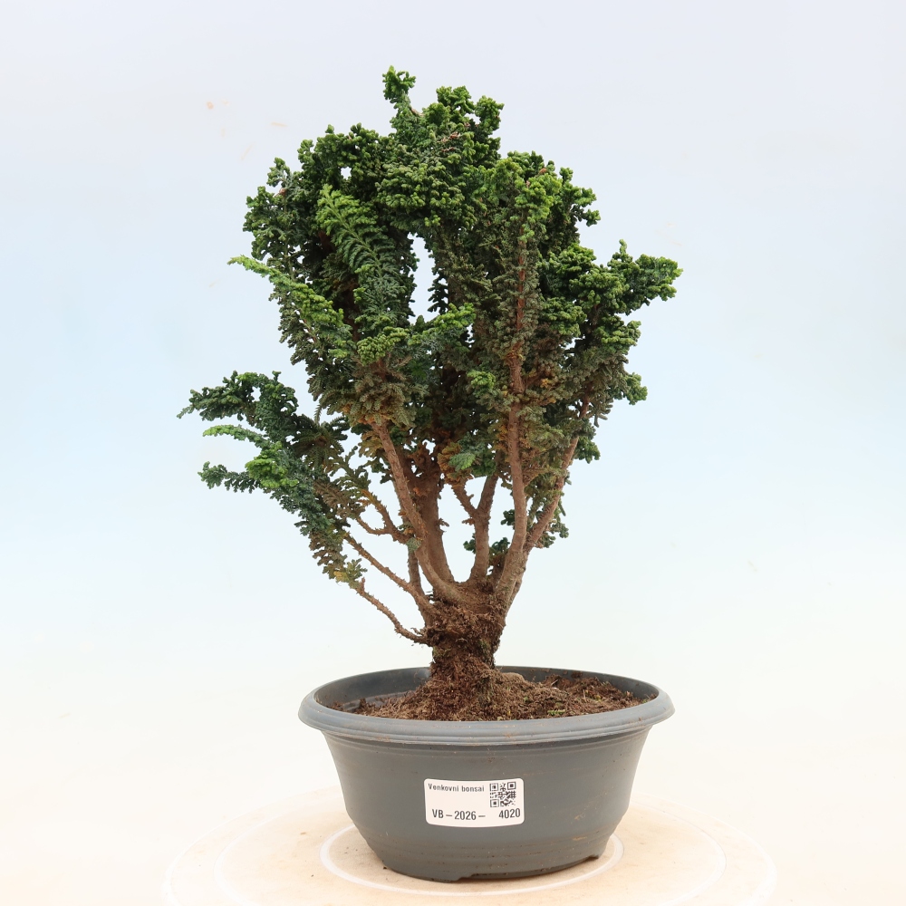 Bonsaï d'extérieur - Cham. obtusa SEKKA HINOKI - Cyprès