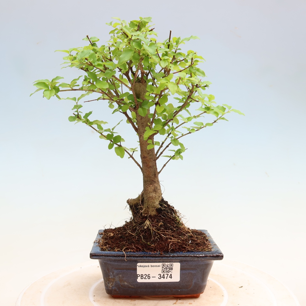 Bonsaï de chambre -Ligustrum chinensis - Bec d'oiseau