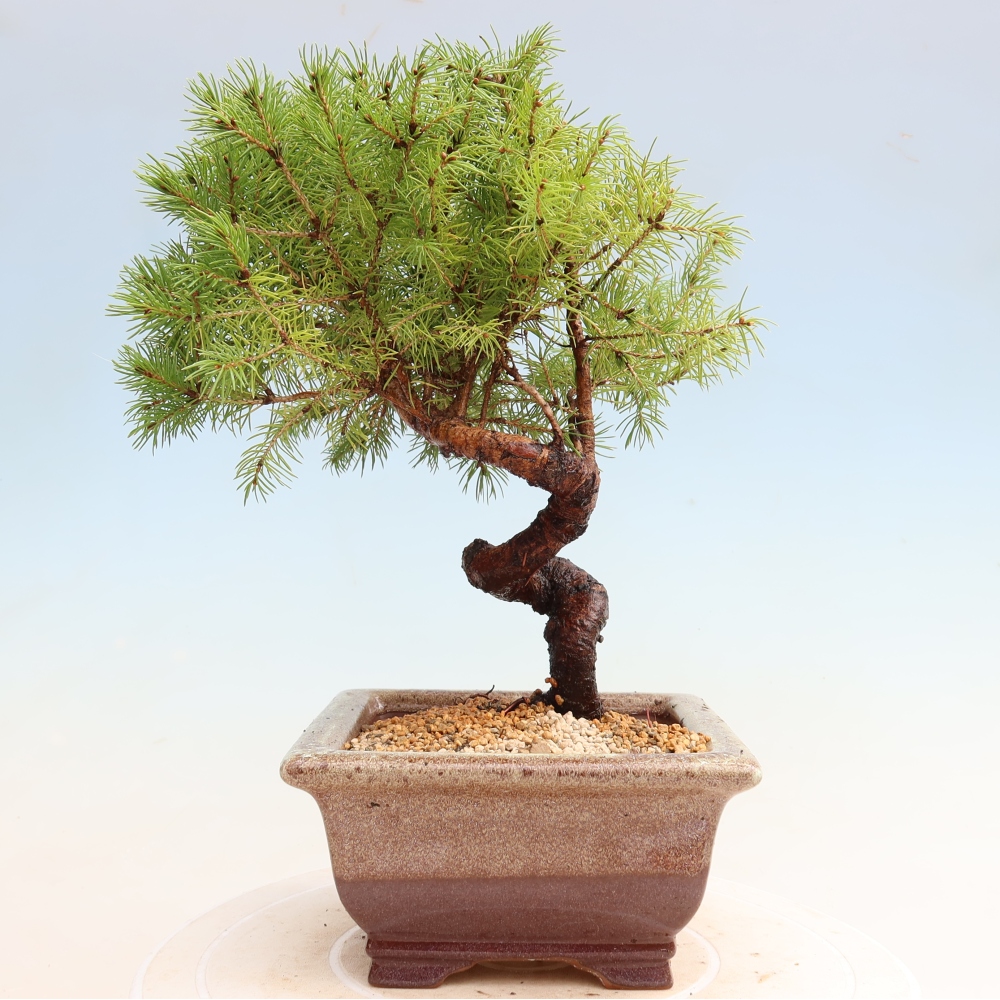 Bonsaï d'extérieur - Épicéa glauque - Picea glauca globe