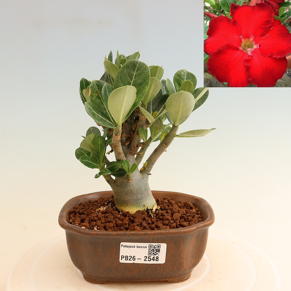 Bonsaï d'intérieur - Adenium obesum Red Star - Rose du désert