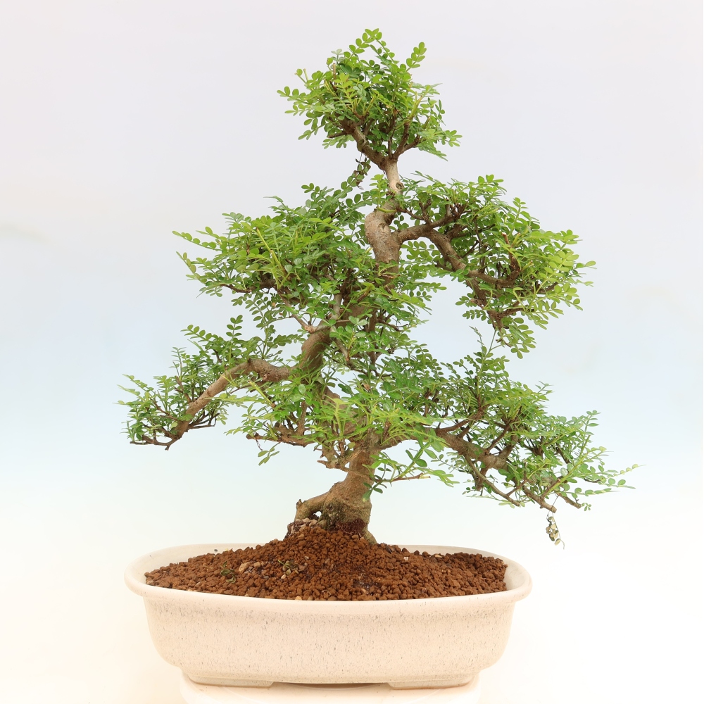 Salle bonsaï - Zantoxylum piperitum - arbre à poivre