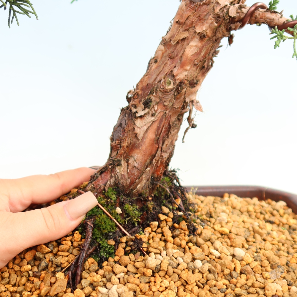 Bonsaï d'extérieur - Juniperus chinensis Kishu