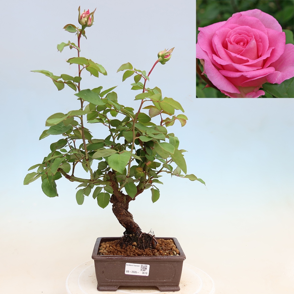 Bonsaï d'extérieur - Rosa Kordes - rose