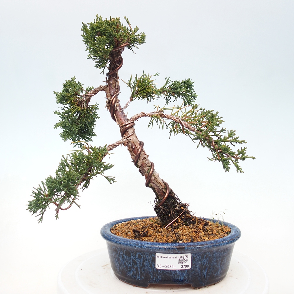 Bonsaï d'extérieur - Juniperus chinensis Kishu