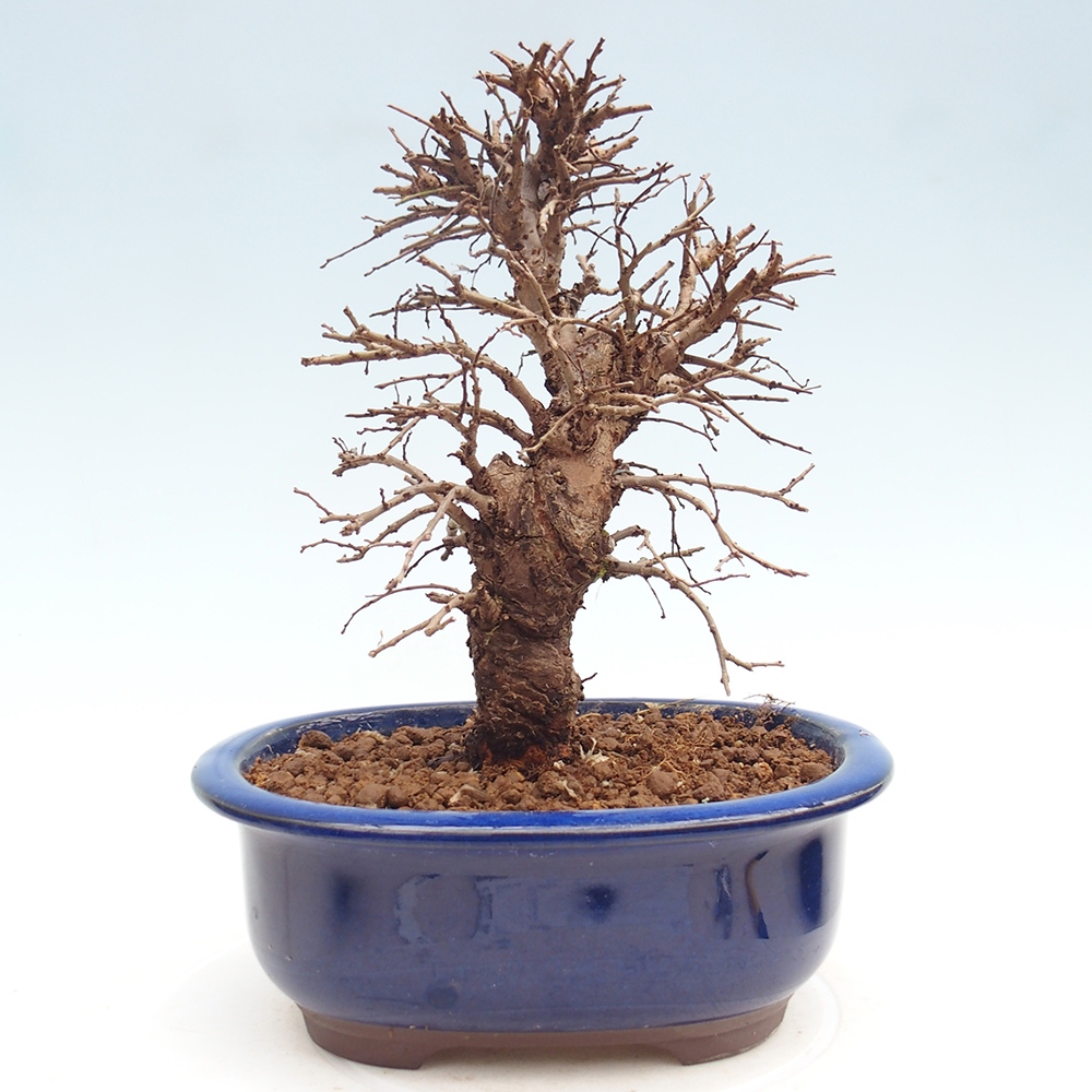 Bonsaï d'extérieur - Zelkova - Zelkova NIRE