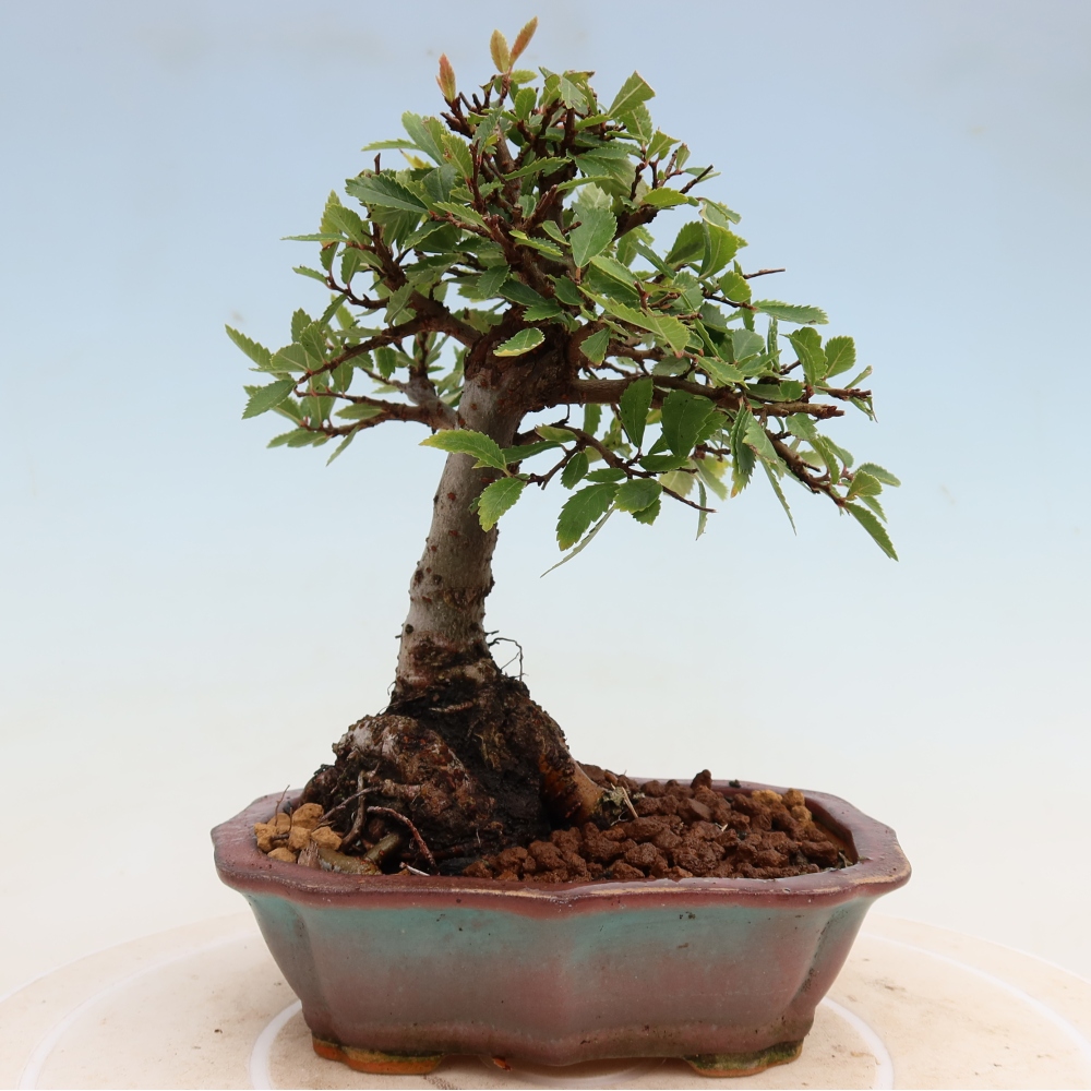 Bonsaï d'extérieur - Zelkova - Zelkova NIRE