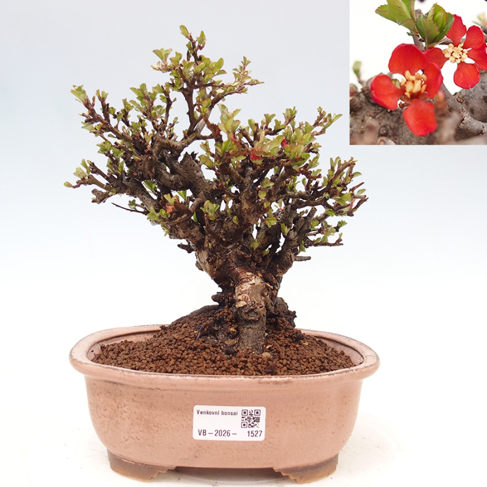 Bonsaï d'extérieur - Chaneomeles speciosa - Coing