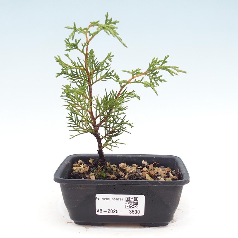 Bonsaï d'extérieur - Juniperus chinensis Itoigawa