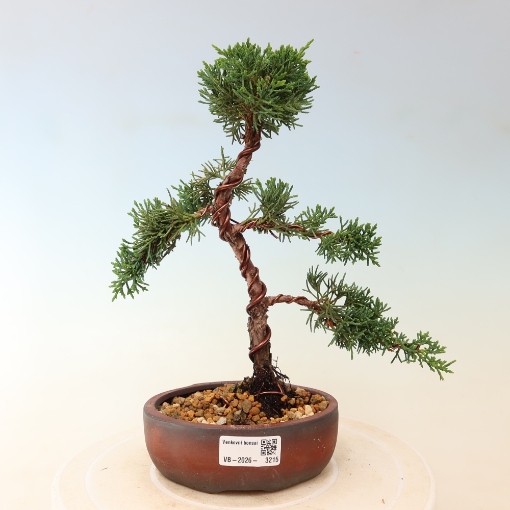 Bonsaï d'extérieur - Juniperus chinensis Kishu