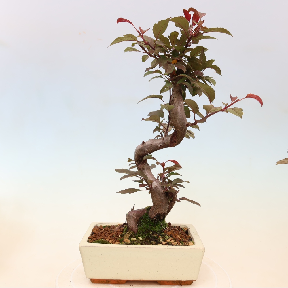 Bonsaï d'extérieur -Malus domestica - Pommier à petits fruits et à feuilles rouges