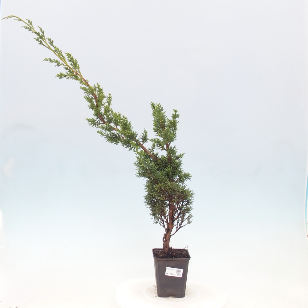 Bonsaï d'extérieur - Juniperus chinensis Kishu
