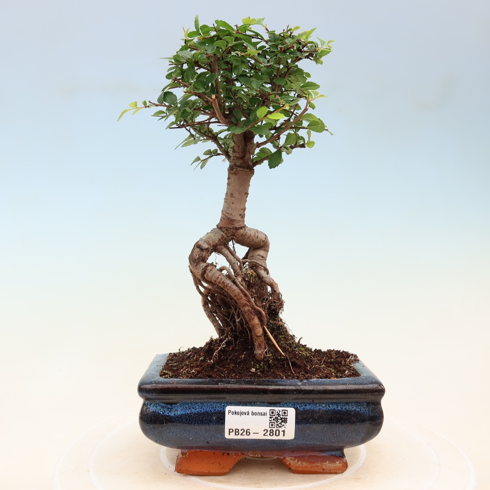 Bonsaï de chambre - Ulmus parvifolia - Orme à petites feuilles