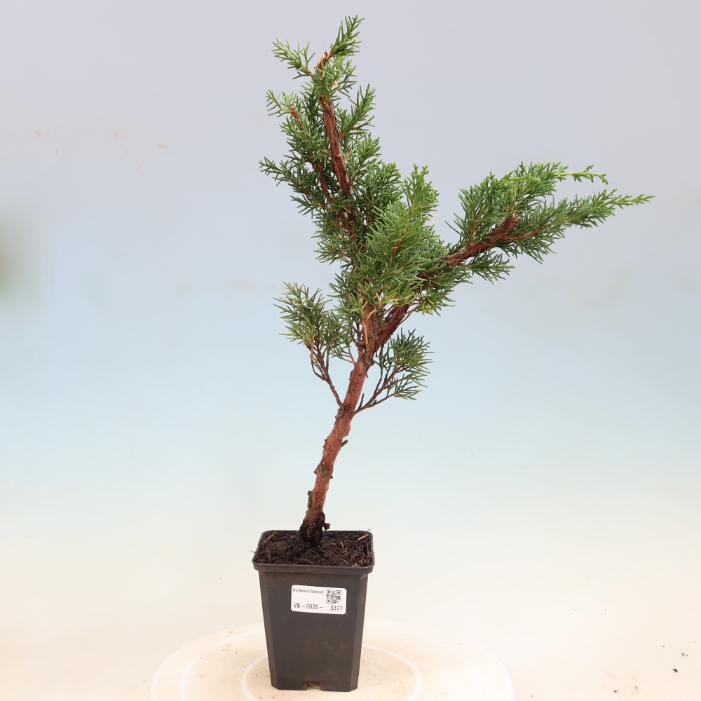 Bonsaï d'extérieur - Juniperus chinensis Kishu