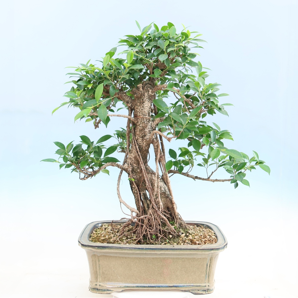 Salle bonsaï - Ficus kimmen - ficus à petites feuilles