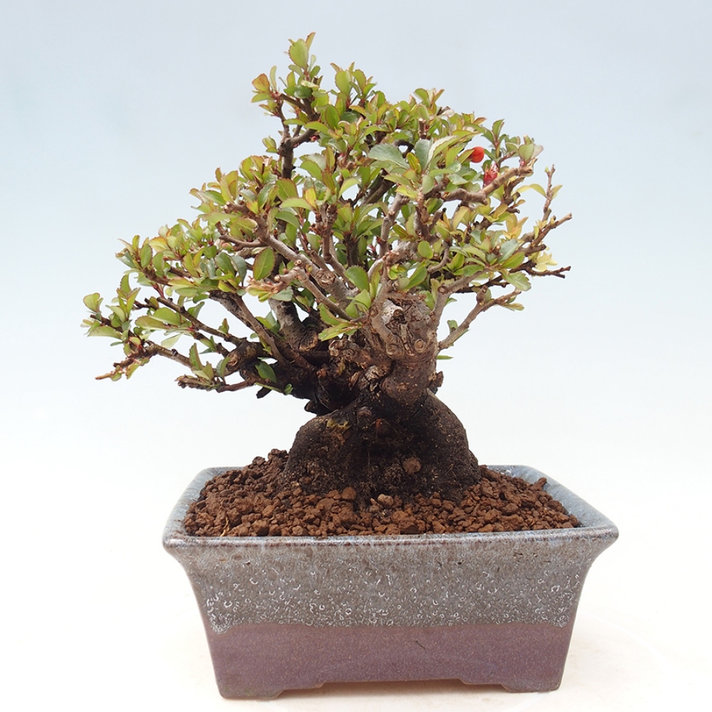 Bonsaï d'extérieur - Chaneomeles speciosa - Coing