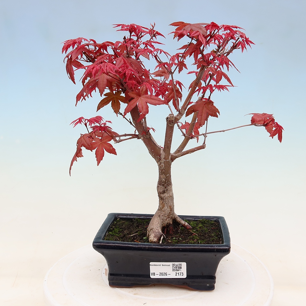 Bonsaï d'extérieur - Acer palmatum DESHOJO
