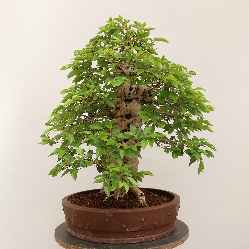 Bonsaï d'extérieur -Carpinus Coreana - Charme de Corée