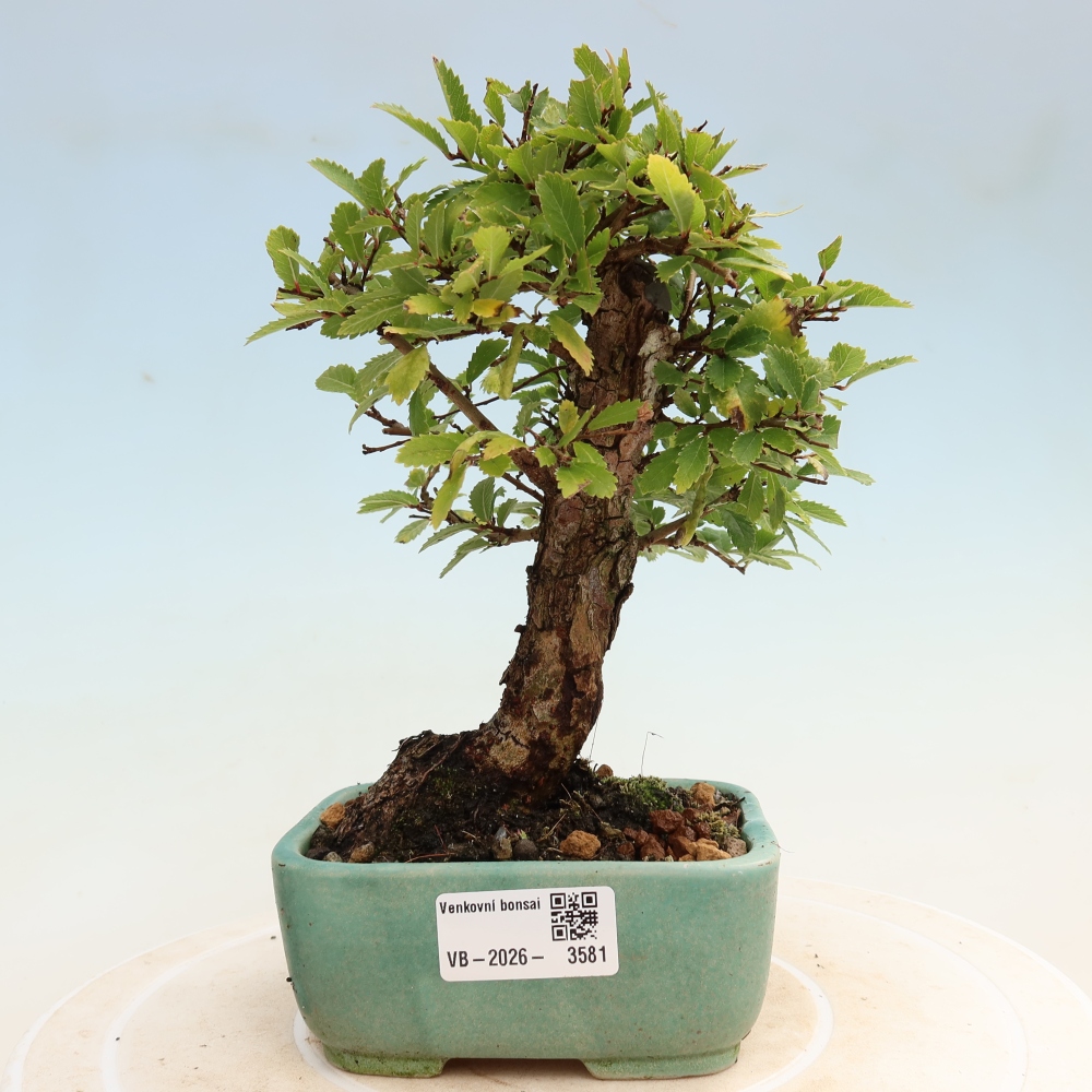 Bonsaï d'extérieur - Zelkova - Zelkova NIRE