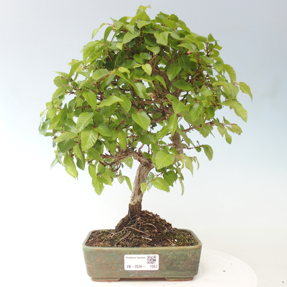 Bonsaï d'extérieur -Carpinus CARPINOIDES - Charme de Corée