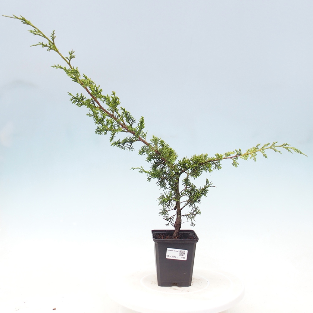 Bonsaï d'extérieur - Juniperus chinensis Itoigawa