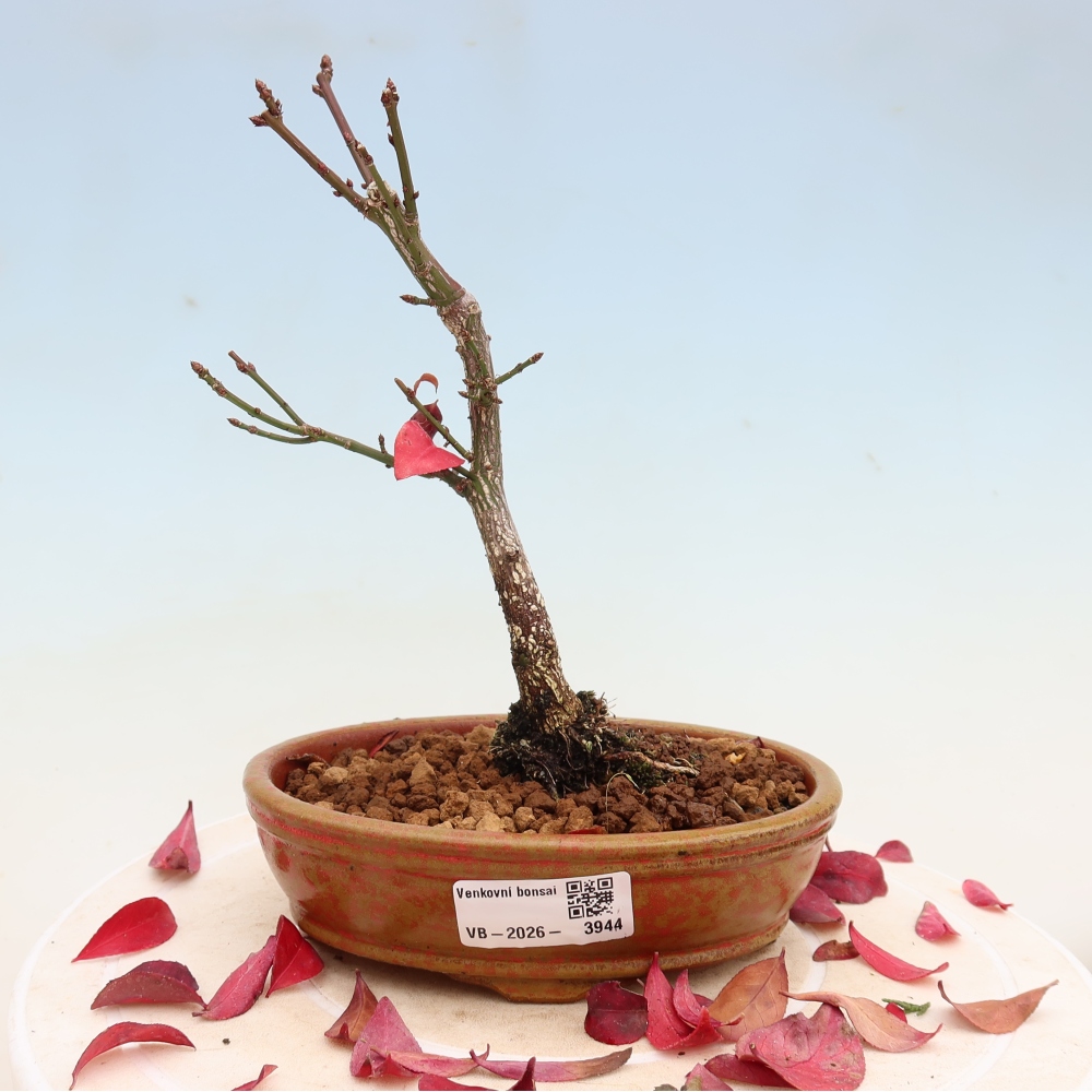 Bonsaï d'extérieur -  Euonymus alatus comactus  - fusain ailé