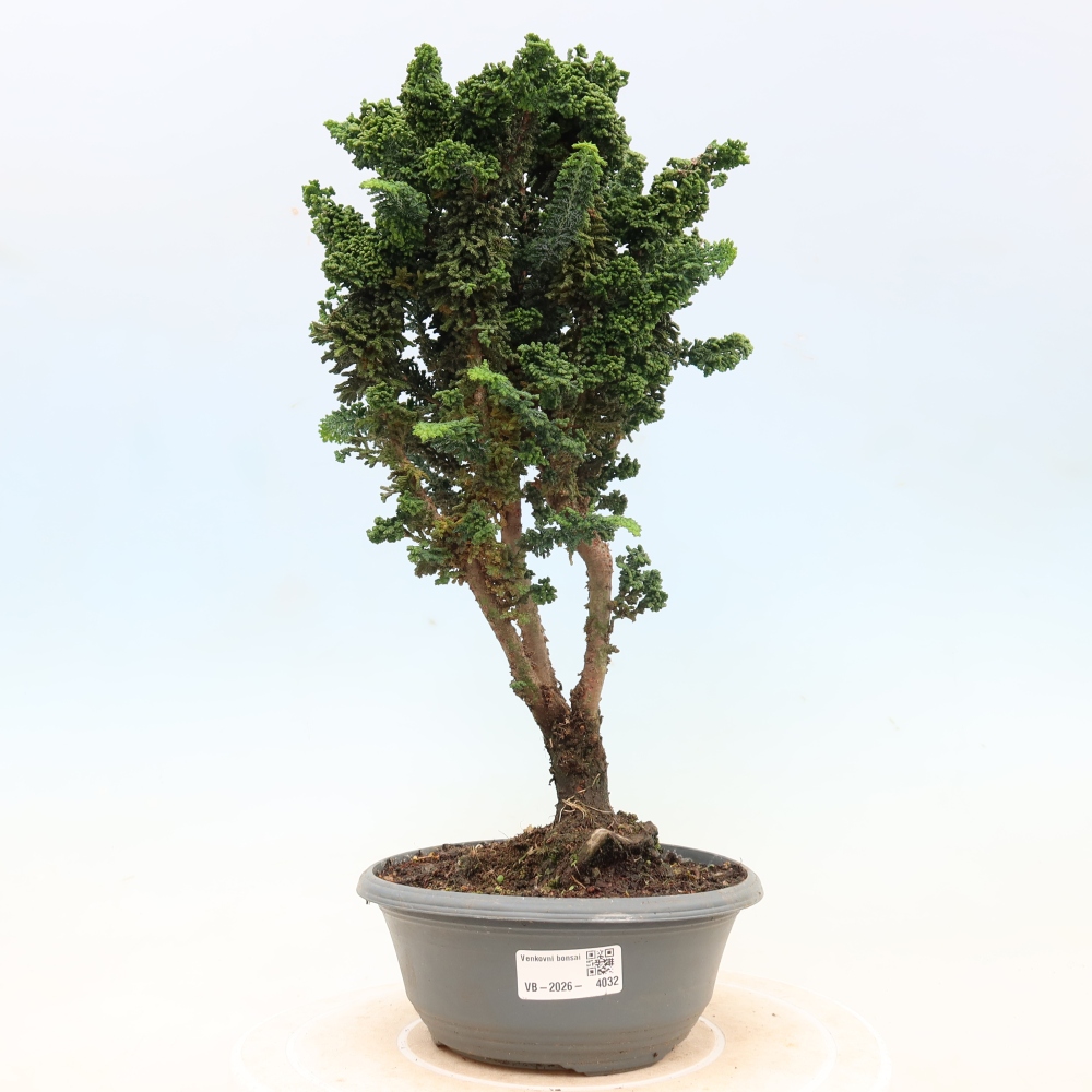 Bonsaï d'extérieur - Cham. obtusa SEKKA HINOKI - Cyprès