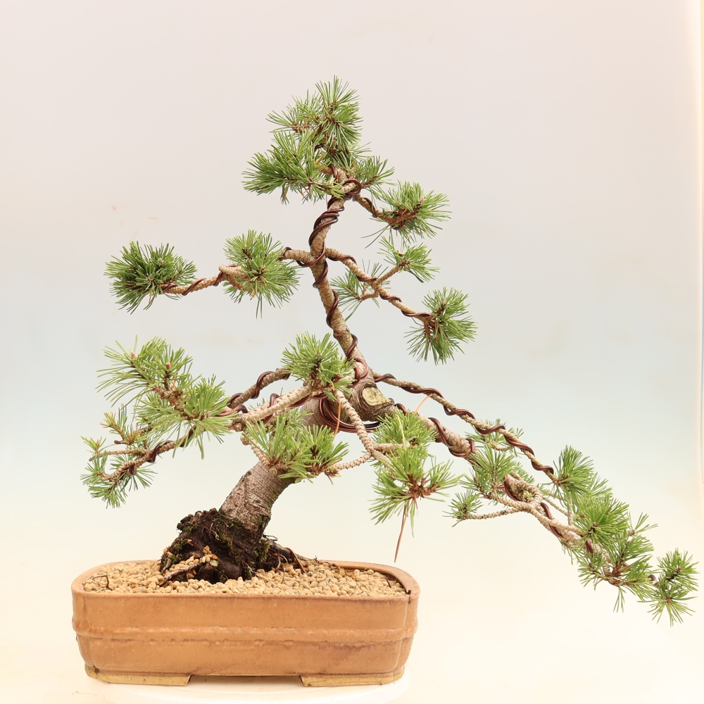 Bonsaï d'extérieur - Pinus mugo Humpy  - Pin nain