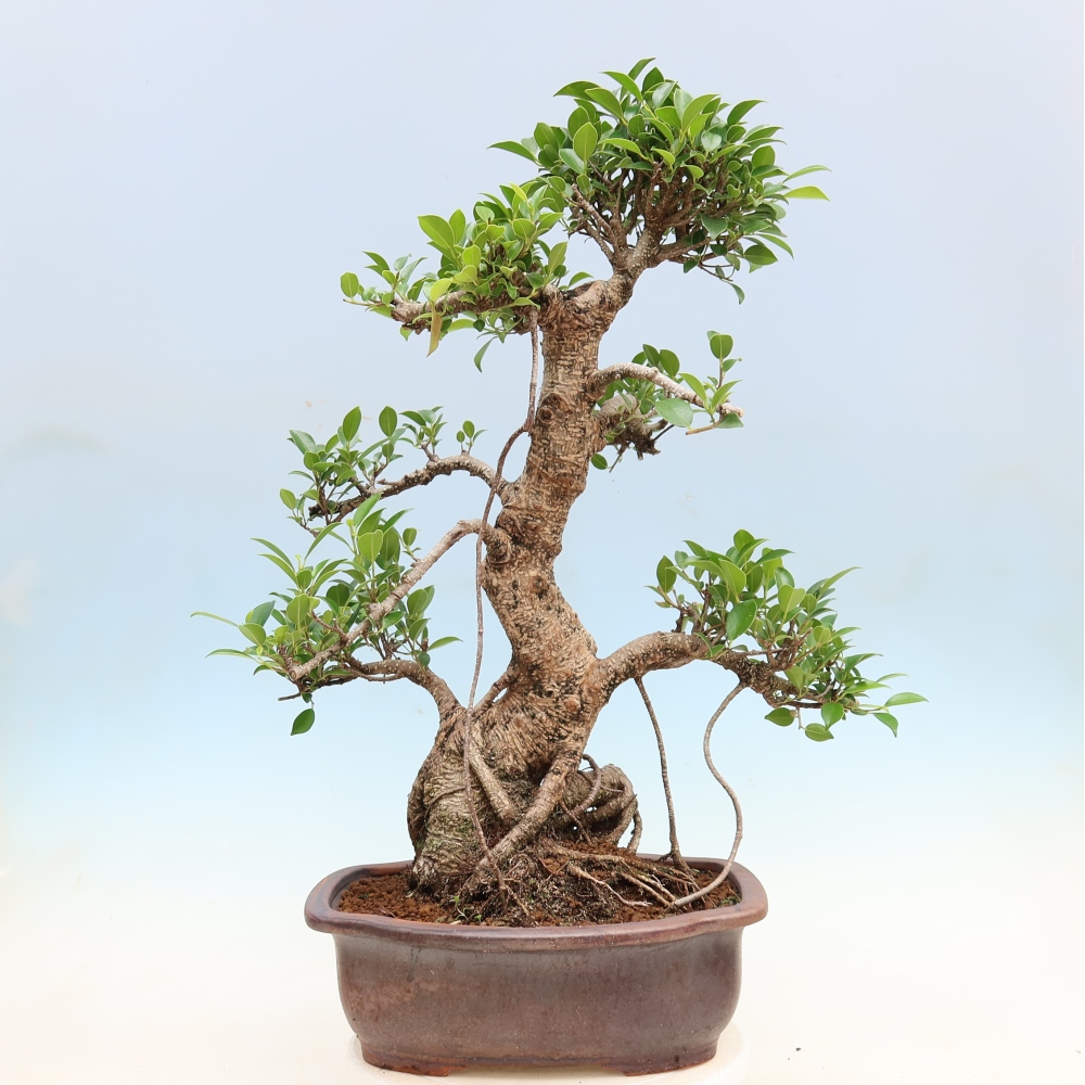 Salle bonsaï - Ficus kimmen - ficus à petites feuilles
