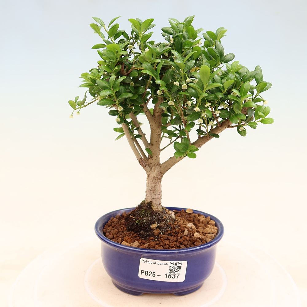 Bonsaï de chambre - Ilex crenata - Houx