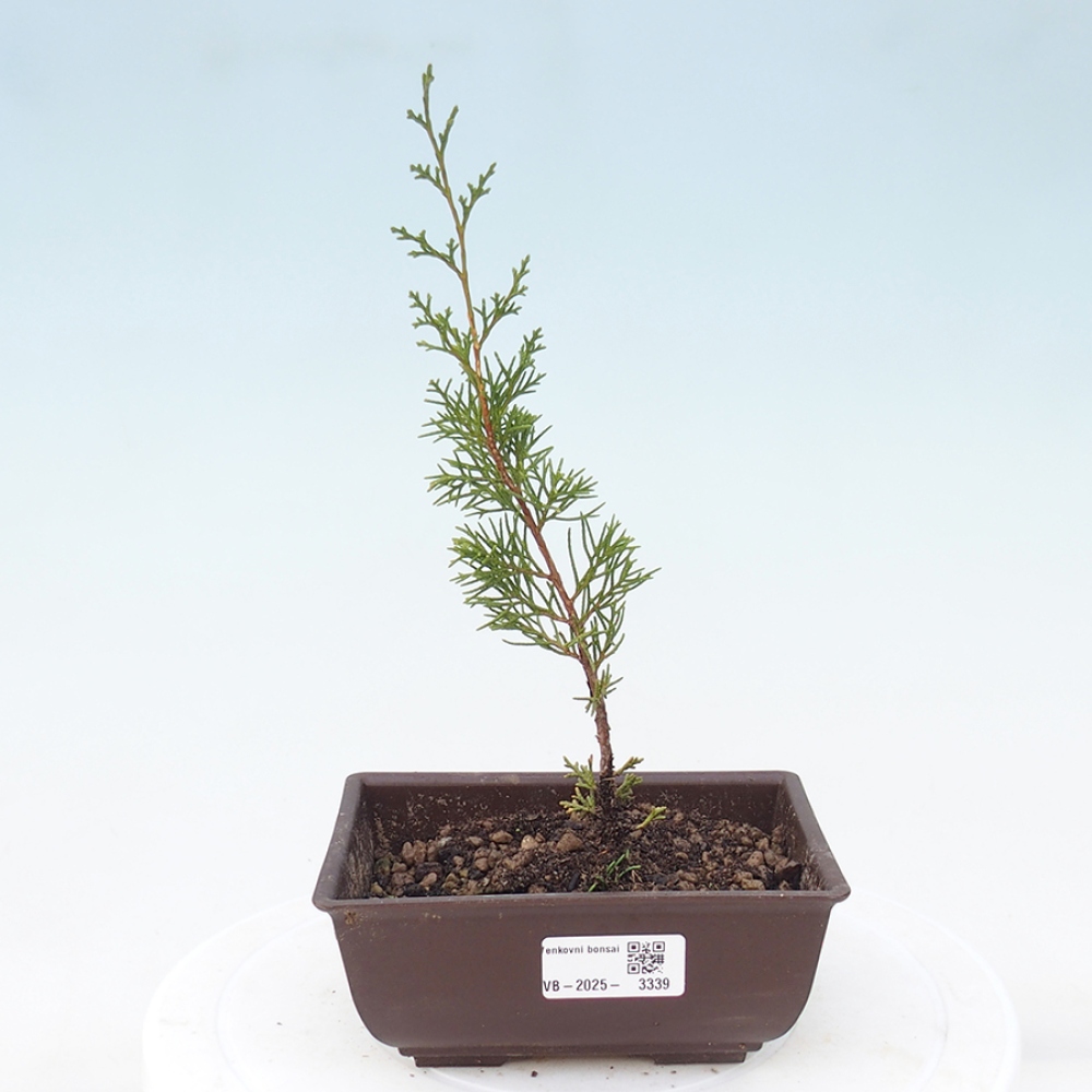 Bonsaï d'extérieur - Juniperus chinensis Itoigawa