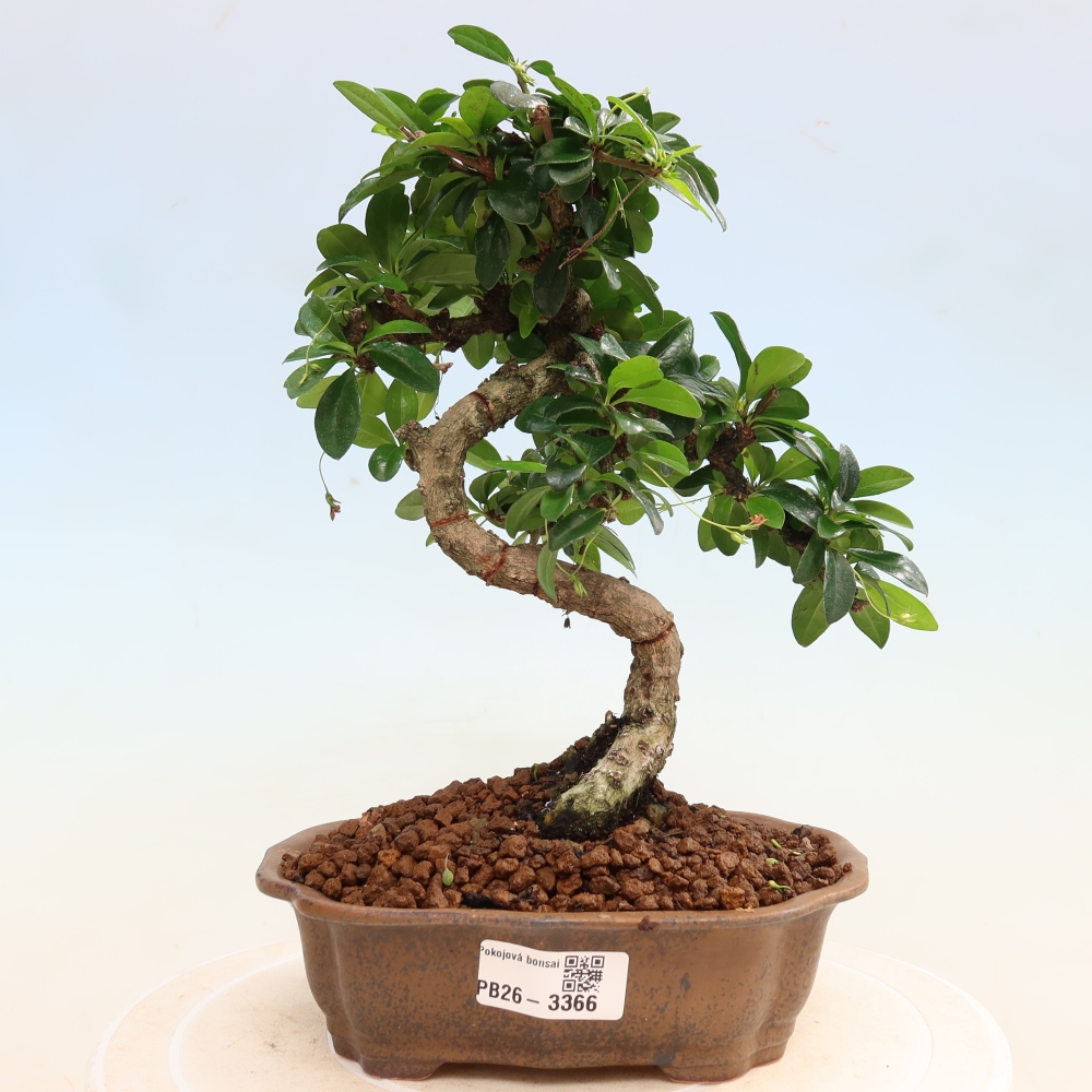 Bonsaï de chambre - Carmona macrophylla - Tea fuki