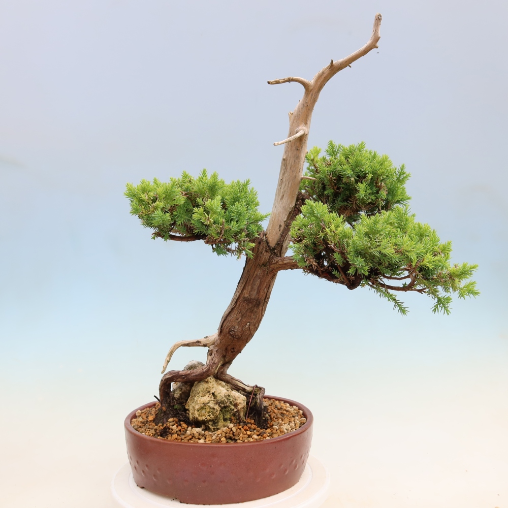 Bonsaï d'extérieur - Juniperus squamata – Genévrier écailleux