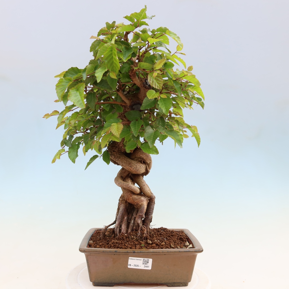 Bonsaï d'extérieur -Carpinus Coreana - Charme de Corée