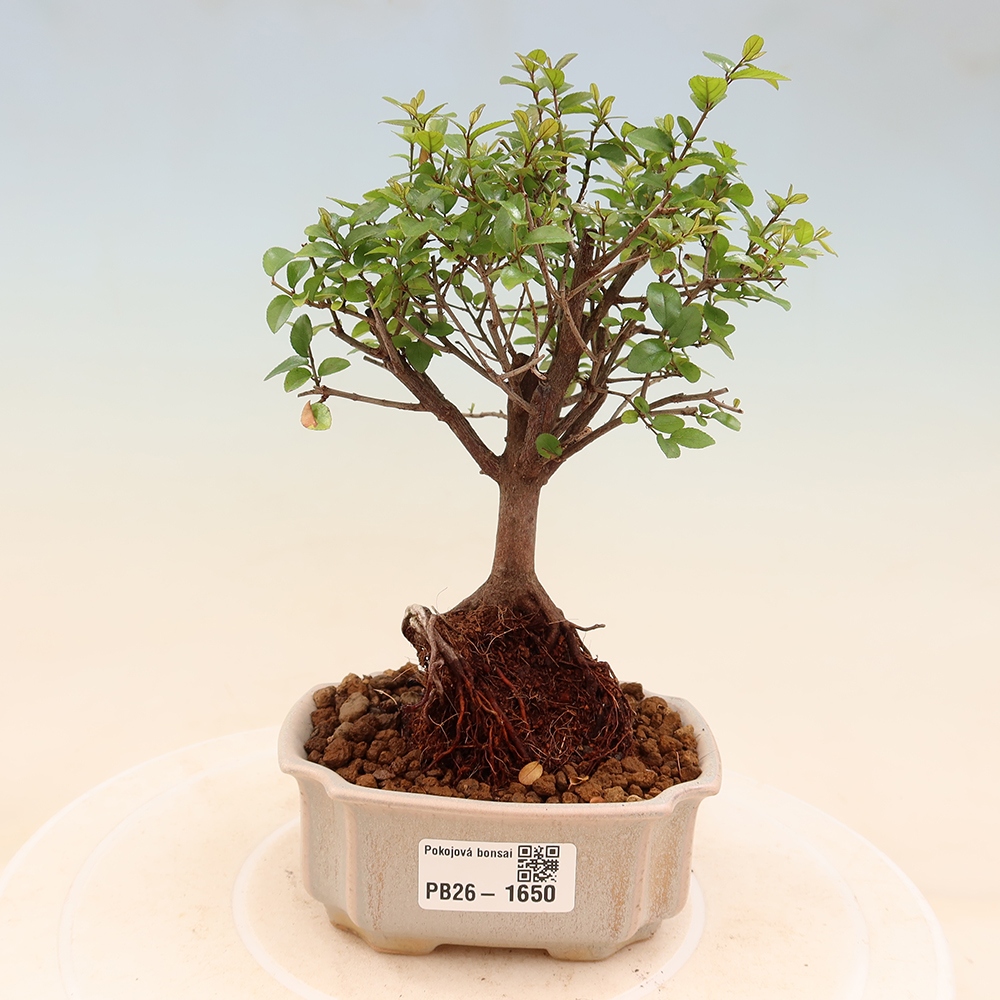 Bonsaï de chambre - Sageretia thea - Sageretia thea