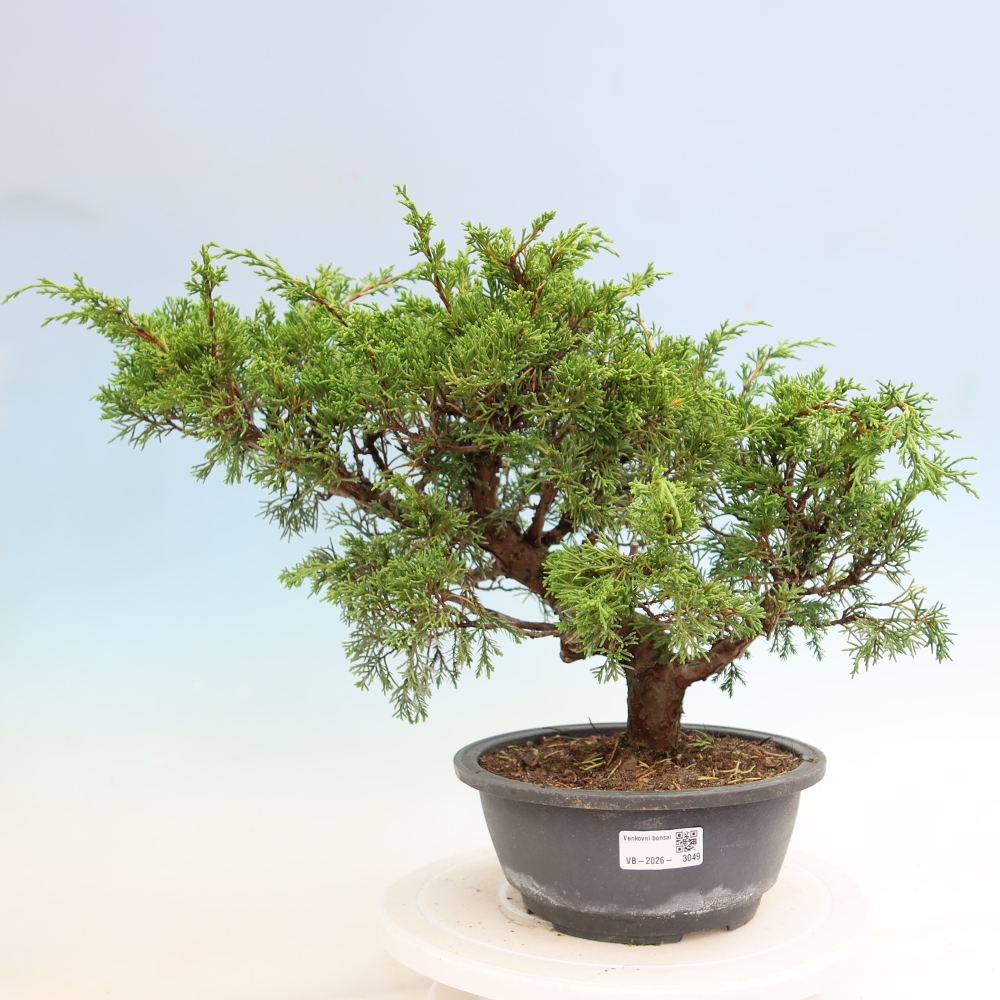 Bonsaï d'extérieur - Juniperus chinensis Itoigawa-Juniperus chinensis