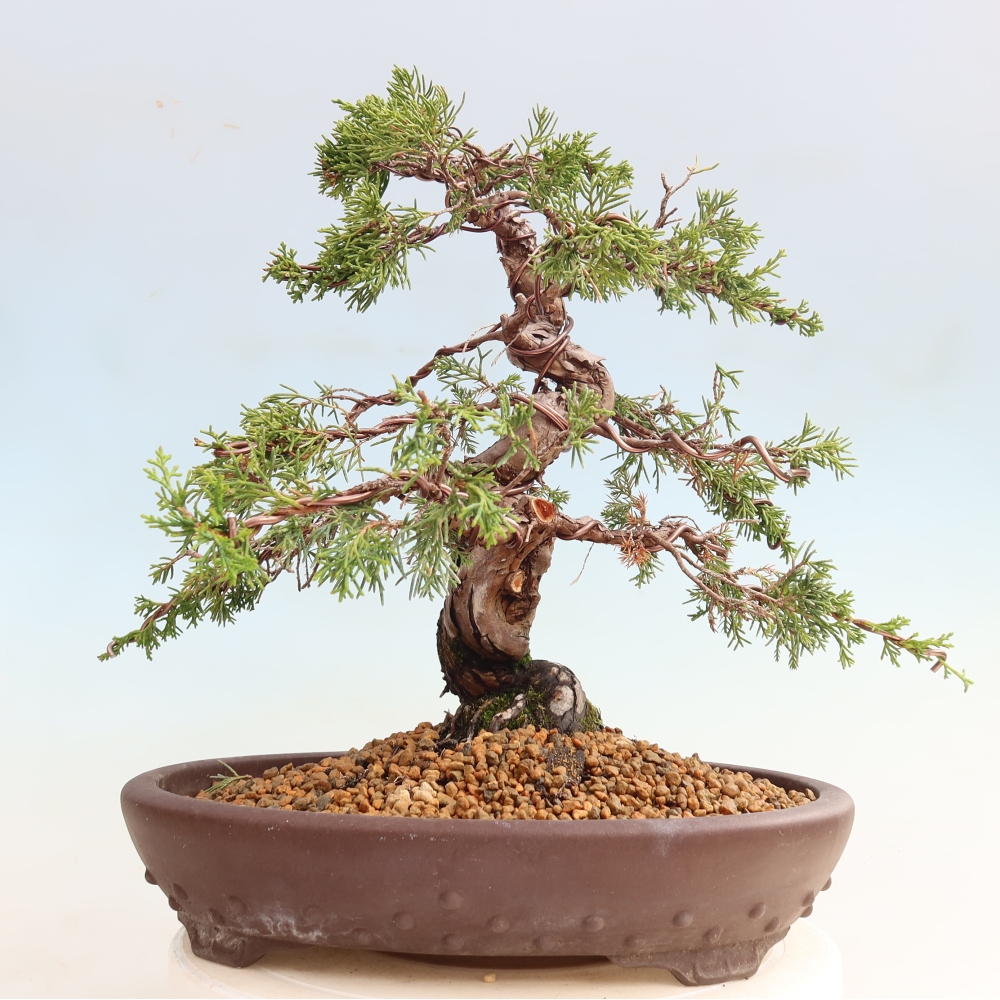 Bonsaï d'extérieur - Juniperus chinensis Itoigawa-Juniperus chinensis