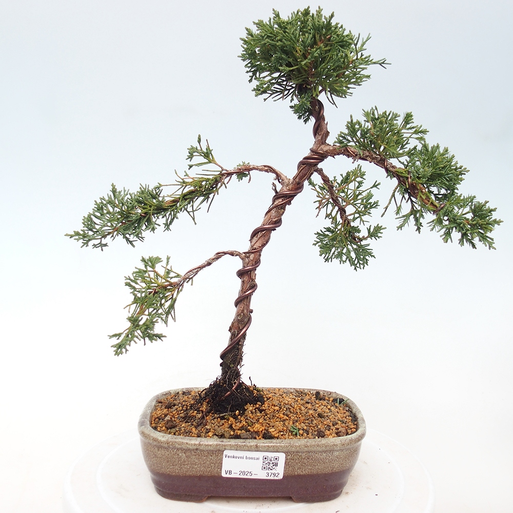 Bonsaï d'extérieur - Juniperus chinensis Kishu