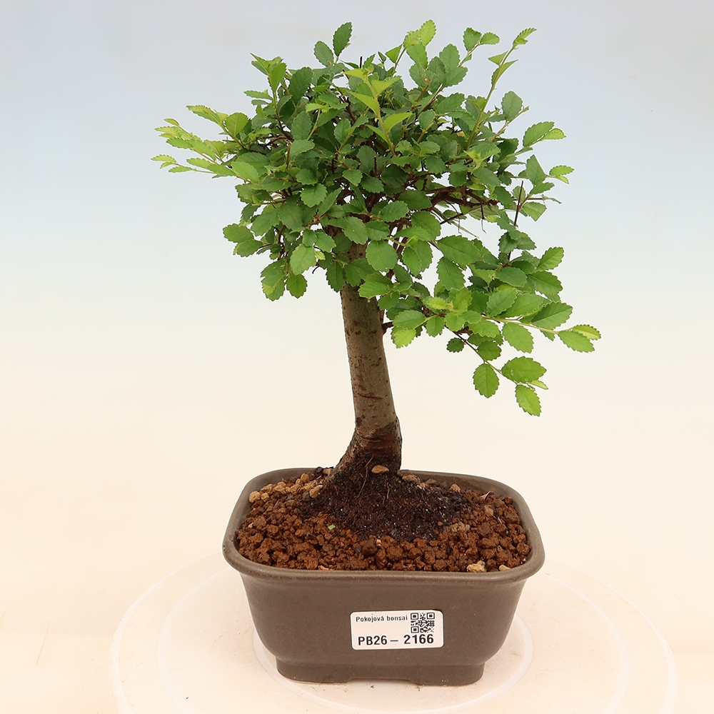 Bonsaï de chambre - Ulmus parvifolia - Orme à petites feuilles
