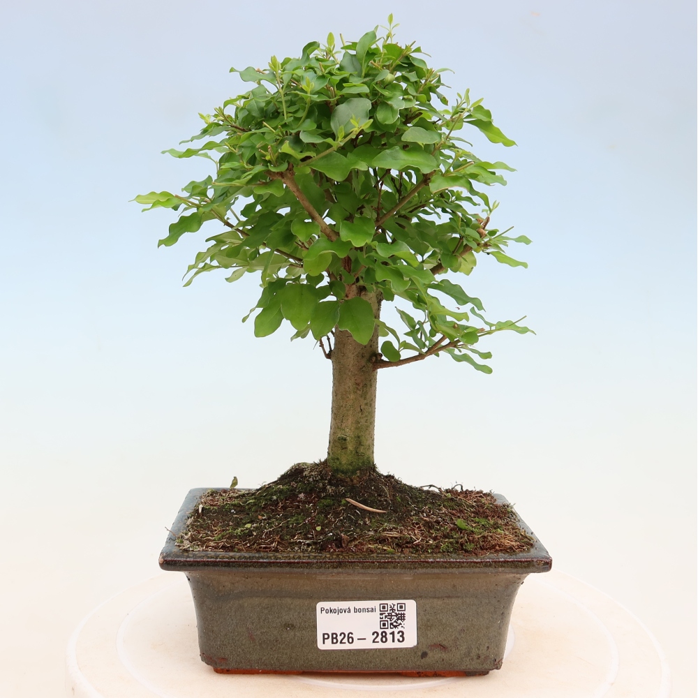 Bonsaï de chambre -Ligustrum chinensis - Bec d'oiseau