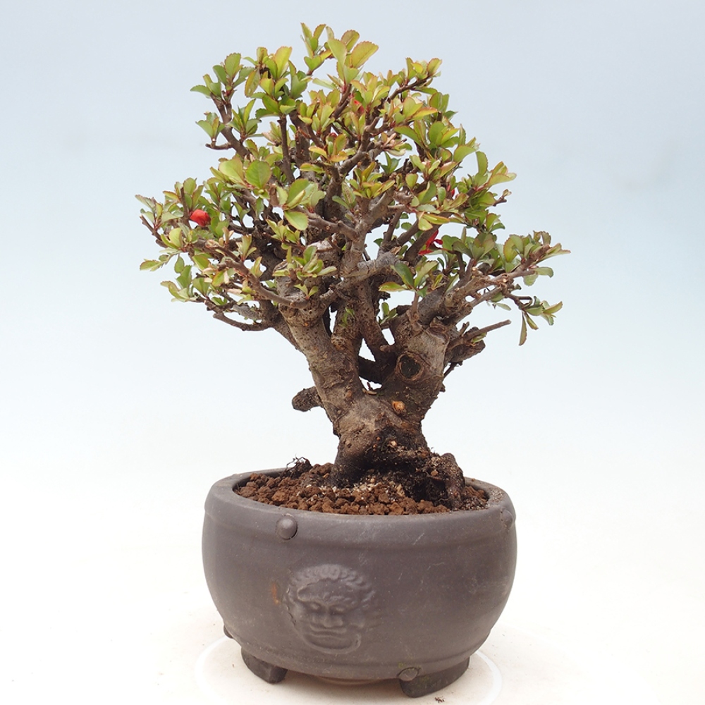 Bonsaï d'extérieur - Chaneomeles speciosa - Coing