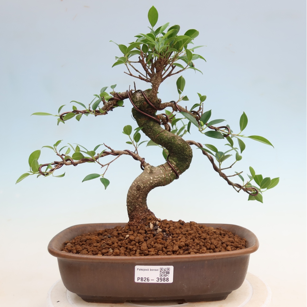 Salle bonsaï - Ficus kimmen - ficus à petites feuilles